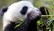 Panda Portrait