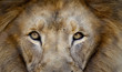 Lion portrait