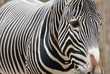 zebra portrait