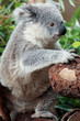 Koala Portrait