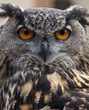 Owl Portrait