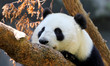 Panda Portrait