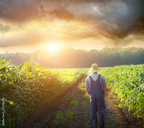 Photo: Farmer walking in corn fields at sunset Farmer walking in corn fields at sunset