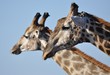 Two giraffes