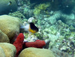 Faune sous marine