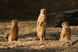 Erdmännchen