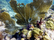 Flore sous marine