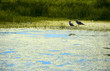 Two birds in a salt marsh overgrown