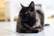 chatte écaille de tortue