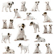 Collection of Parson Russell Terrier puppies Collection of Parson Russell Terrier puppies