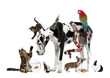 Group of pets together in front of white background