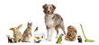 Group of pets together in front of white background Group of pets together in front of white background