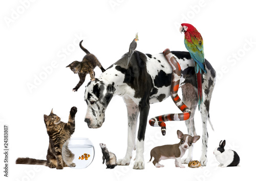 Foto: Group of pets together in front of white background Group of pets together in front of white background