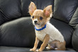 chihuahua puppy dressed in a white jumper