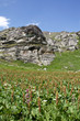 prairie de montagne