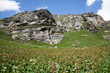 prairie de montagne