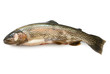 trout isolated on  white background