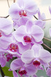 Orchid