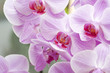 Orchid