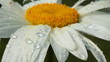 drops of dew on the petals of chamomile