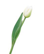 Beautiful white tulip with clipping path