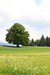 Sommerwiese