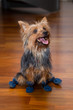 Indoor house dog wearing boots Indoor house dog wearing boots