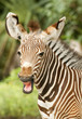 Grevy Zebra Behavior Grevy Zebra Behavior