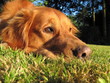 Golden Retriever - liegend