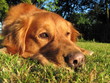 Golden Retriever - liegend