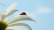 Ladybird on chamomile flower