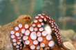oktopus