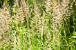 Foto: wiese wiese