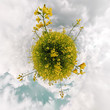 Rapsfeld - little planet