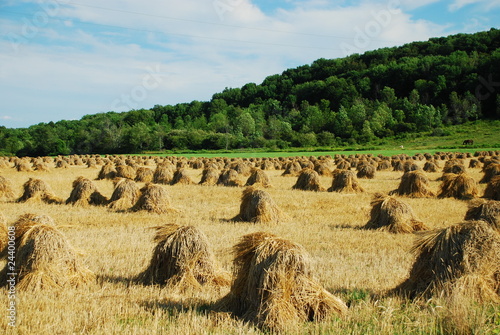 Photo: wheat field wheat field