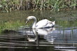 cigno