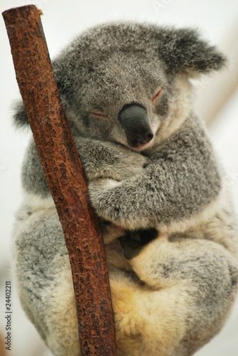 Photo: sleeping Koala 4 sleeping Koala 4