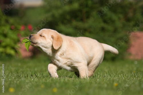 Foto: Labrador-Welpe Labrador-Welpe