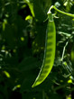 Backlit  pea pod on vine.