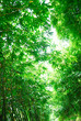 Bamboo