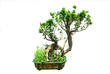 Plate plant