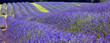 lavanda