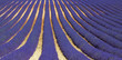 lavanda