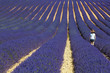 lavanda