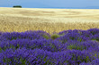 lavanda