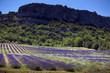 lavanda