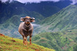 Photo: buffalo buffalo
