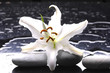 Macro madonna lily on water drops