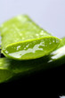 Green leaf of aloe with drops of water