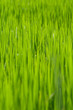 Rice seedlings